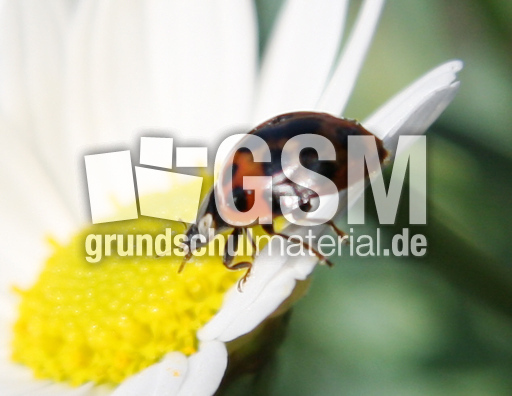 asiat-Käfer-Mai 084.jpg